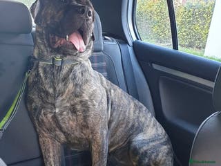 Presa Canario dogs 4year old female pressa - Advert 2