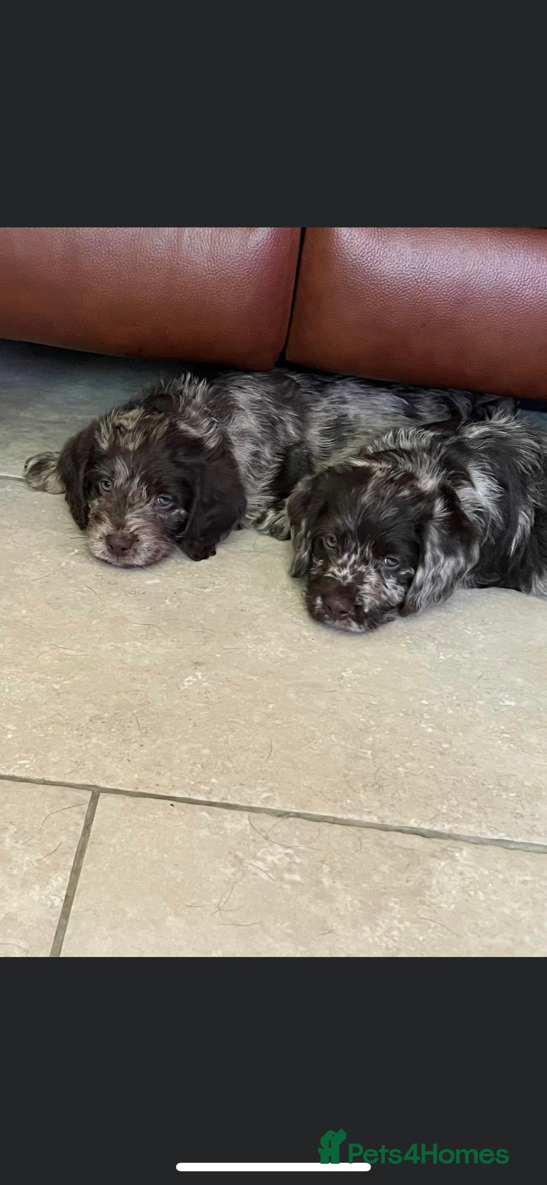 Miniature Poodle dogs for stud: Blue Merle, Chocolate carrier, Miniature stud in Newcastle - Advert 6