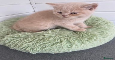 British Shorthair cats - Advert 7