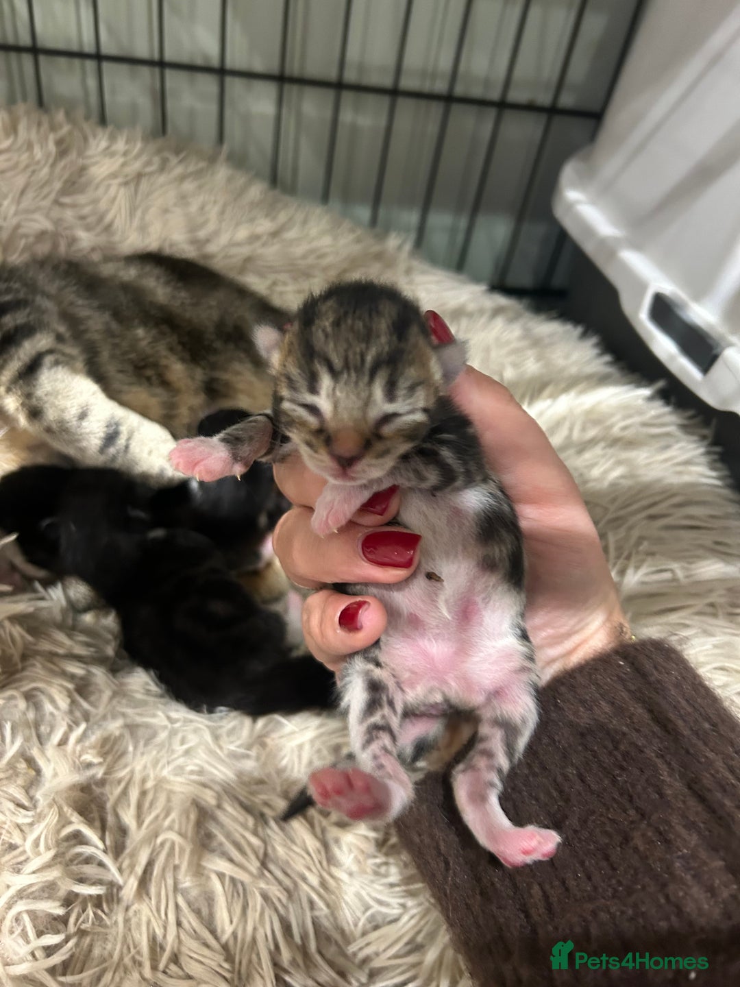 Domestic Shorthair cats for sale: Lovely Female Tabby & Tuxedo Kittens - Advert 7