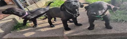 Mixed Breed dogs for sale: Beautiful puppies ready for forever homes in Preston - Advert 17