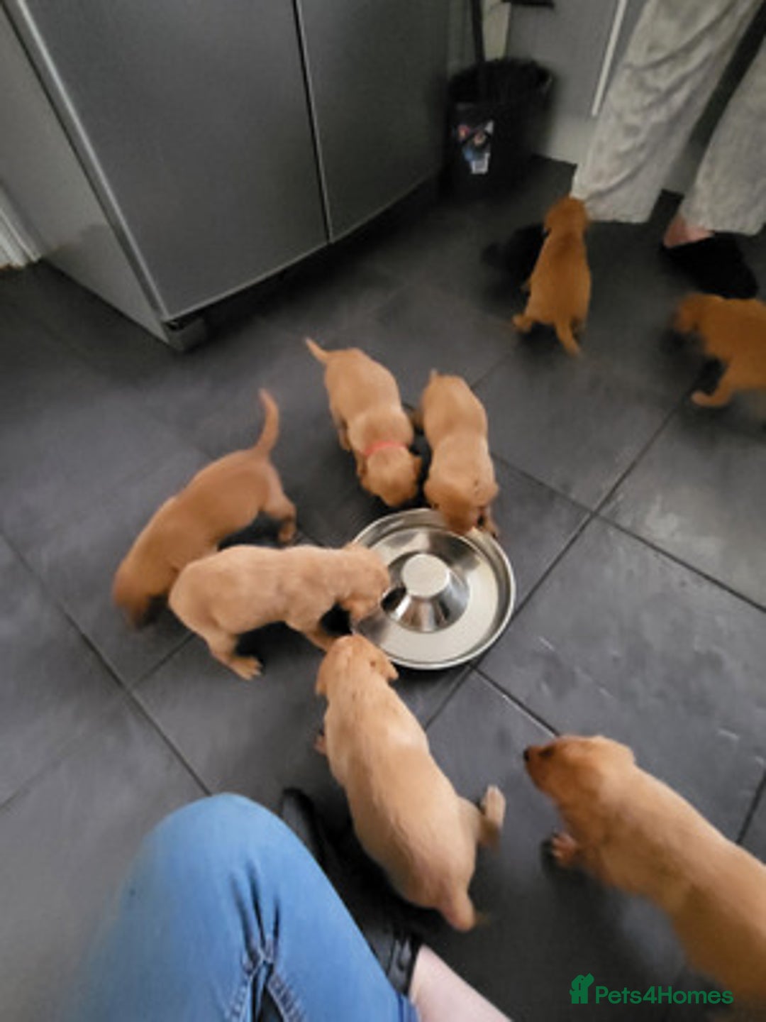Labrador Retriever dogs for sale: Trainable Labrador Retrievers. - Image 2
