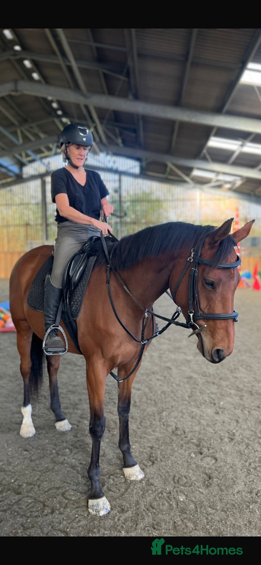 English Thoroughbred horses 16.2hh 6 year old alrounder tb mare - Advert 1