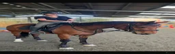 English Thoroughbred horses for sale: 16.2hh 6 year old alrounder tb mare in West Malling - Advert 1