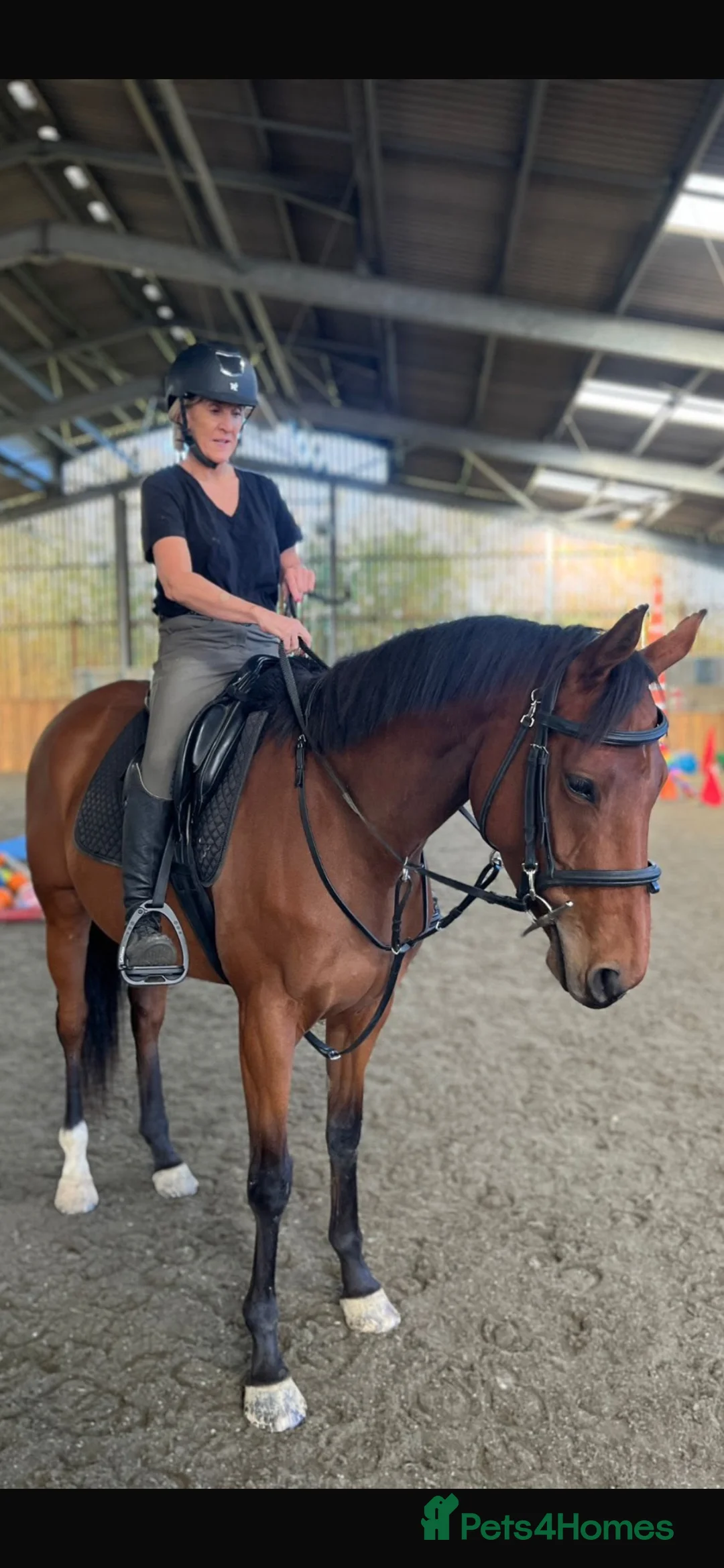 English Thoroughbred horses for sale: 16.2hh 6 year old alrounder tb mare in West Malling - Advert 1