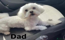 Maltipoo dogs for sale: Stunning Maltipoo babies  - Advert 3