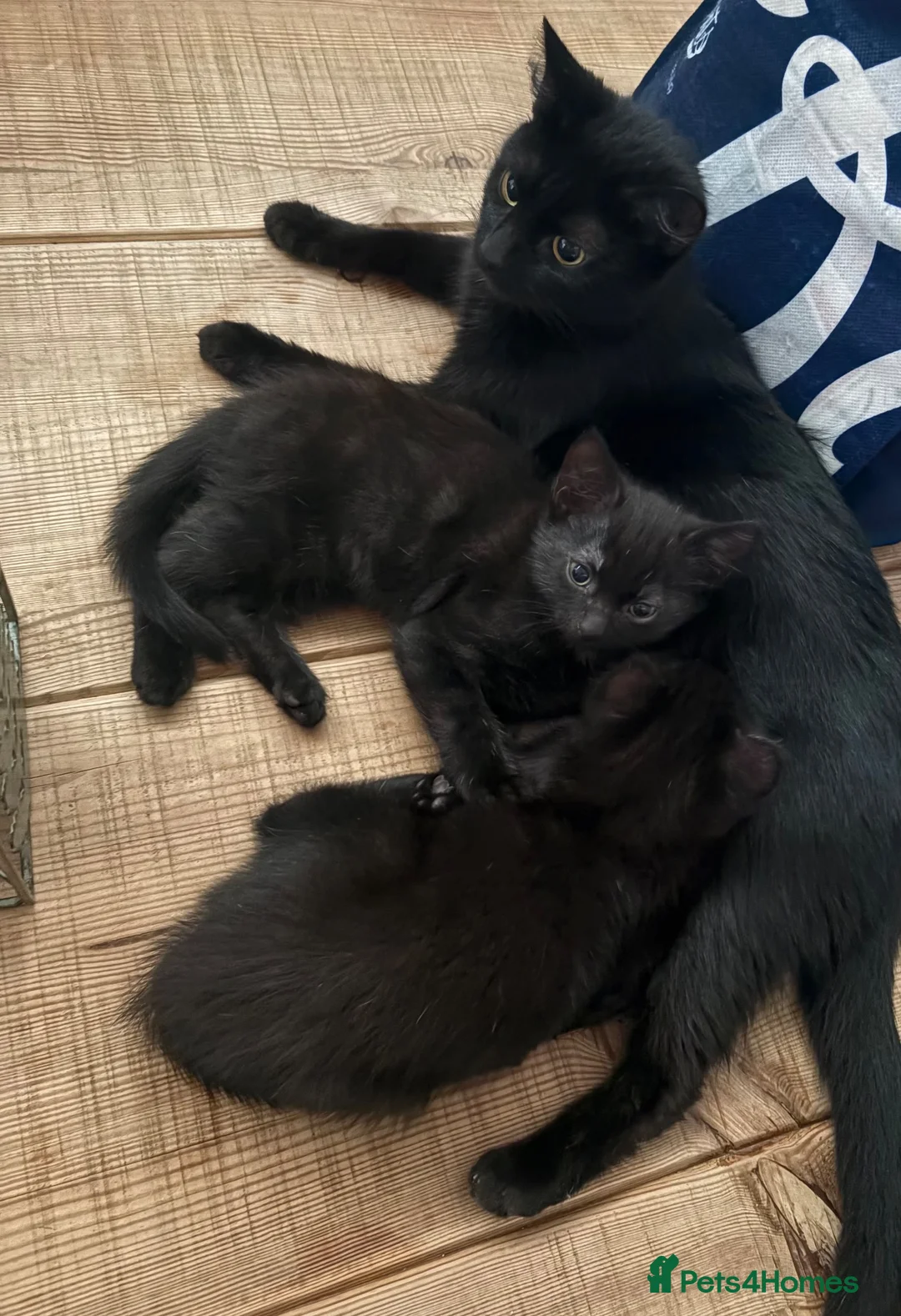 Mixed Breed cats for sale: Beautiful black playful Kittens - Advert 8