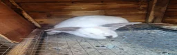 Mixed Breed rabbits for sale: New ZealandWhite cross with Californian Rabbits - Advert 9