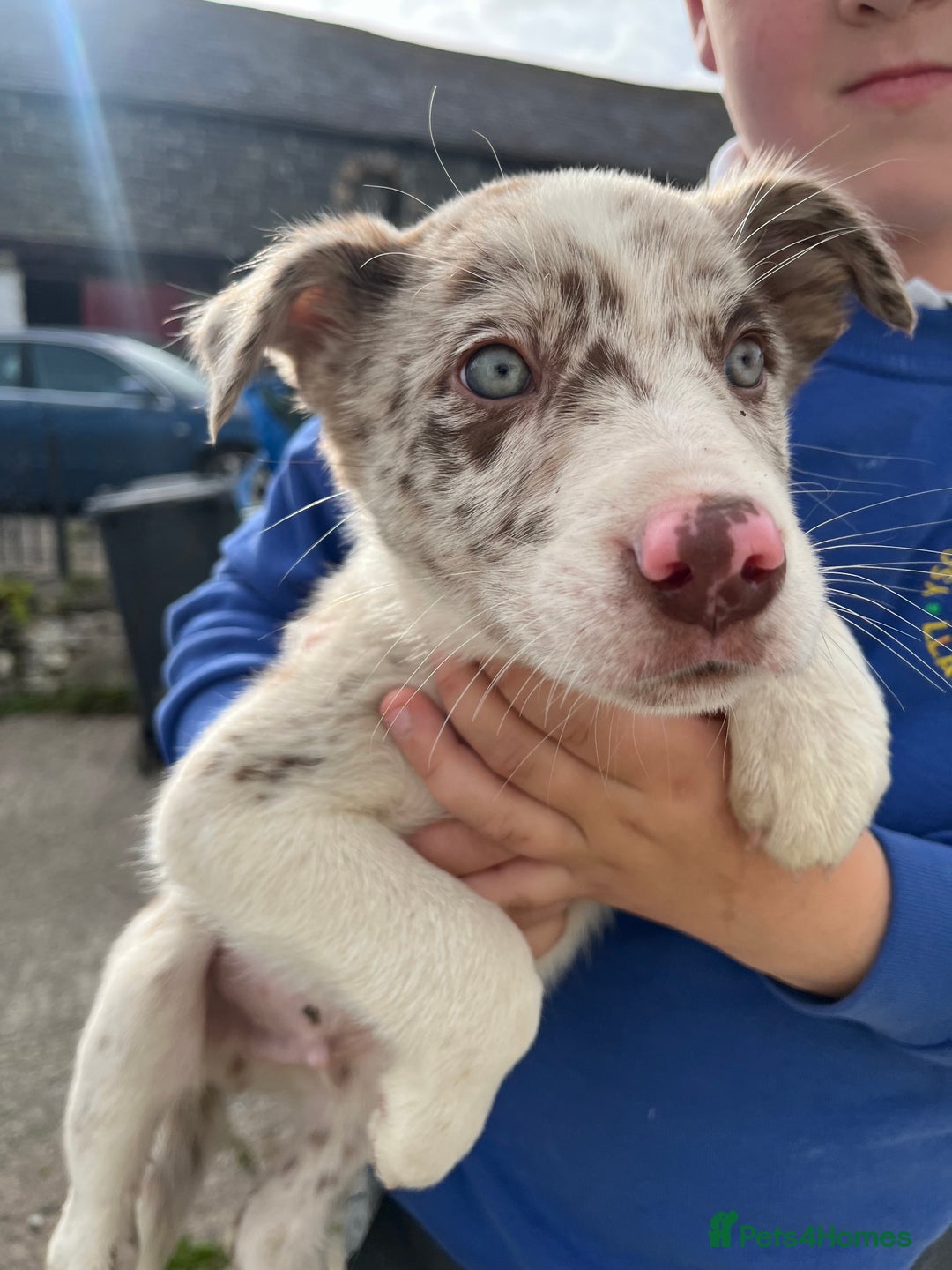Mixed Breed dogs for sale: Border collie - Image 7