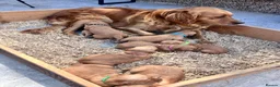 Golden Retriever dogs for sale: Loving, family raised golden retriever puppies  - Advert 21