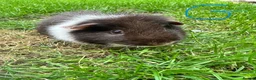 Guinea Pig rodents for sale: Guinea Pigs For Sale  - Advert 7