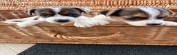 Jack Russell dogs for sale: Beautiful Jack Russell pups, petite, smooth coat.  - Advert 4