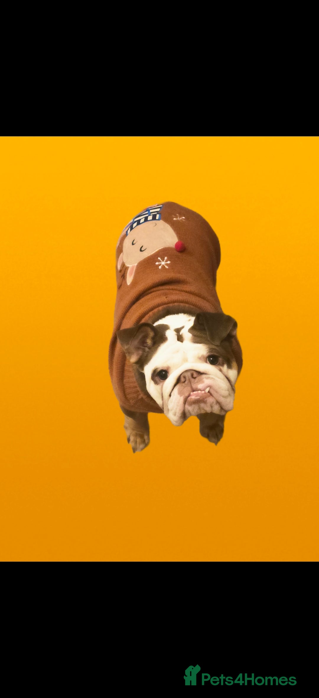 English Bulldog dogs for sale: Our little beauty  - Image 3