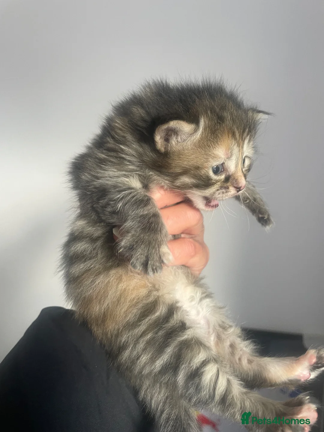 Mixed Breed cats for sale: Gorgeous kittens  in Leeds - Advert 11