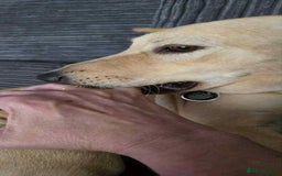 Mixed Breed dogs for adoption: Amber is looking for her forever home - Image 7