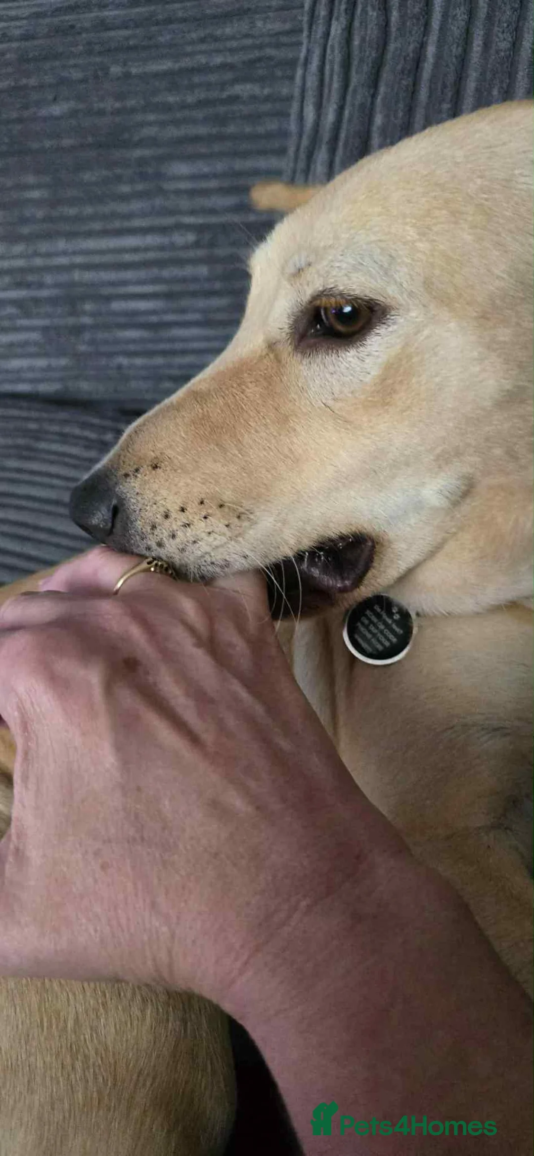 Mixed Breed dogs for adoption: Amber is looking for her forever home - Advert 7