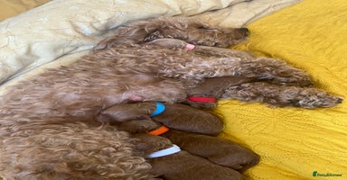 Poochon dogs - Advert 11