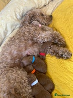 Poochon dogs - Advert 11