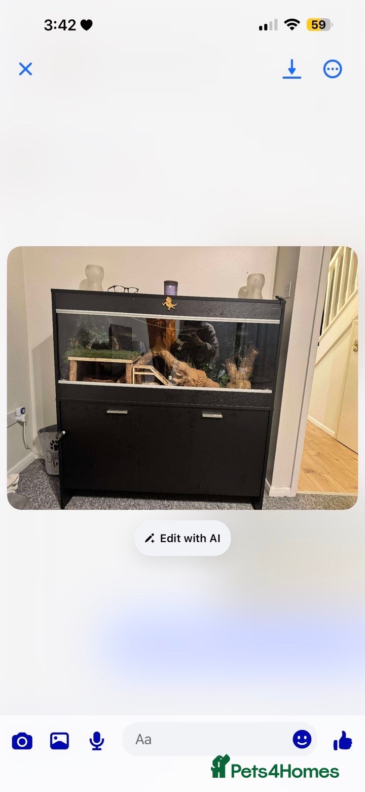 Bearded Dragon reptiles Bearded dragon and full set up  - Advert 1