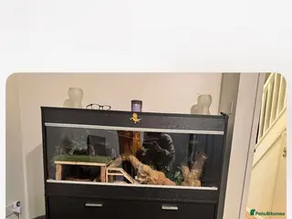 Bearded Dragon reptiles Bearded dragon and full set up - Advert 1