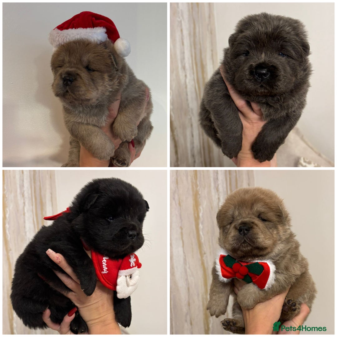 Chow Chow dogs for sale: KC reg chow chows ready to leave 24 dec! REDUCED - Advert 6