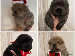 Chow Chow dogs Ready to leave xm ** Eve 🐻 KC REGISTERED!! - Advert 5