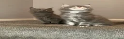 Maine Coon cats for sale: AMAZING TICA REGISTERED KITTENS - Advert 9