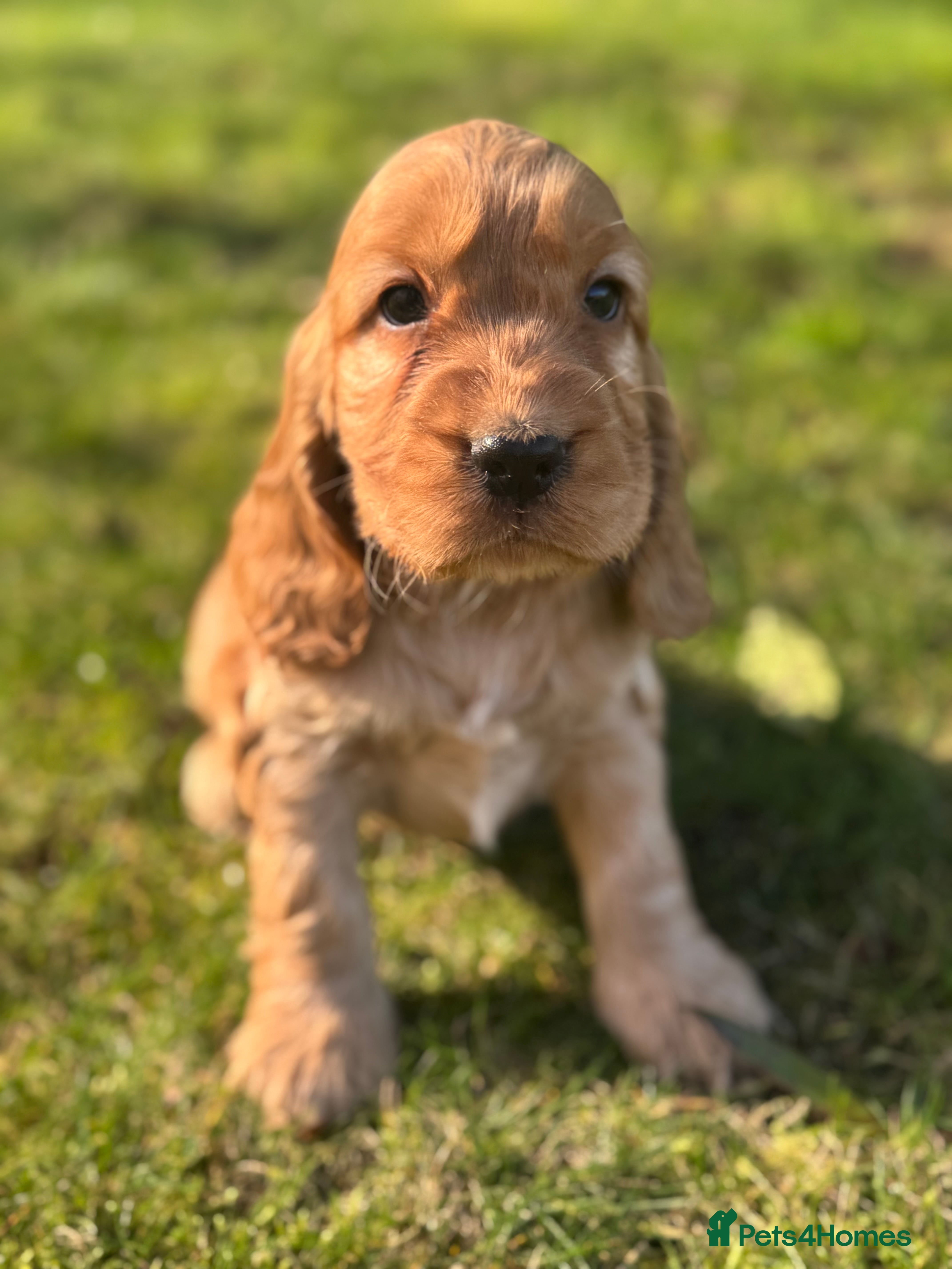 Cocker Spaniel dogs 100% SHOWTYPE KC REG FROM HEALTH TESTED PARENTS  - Advert 14