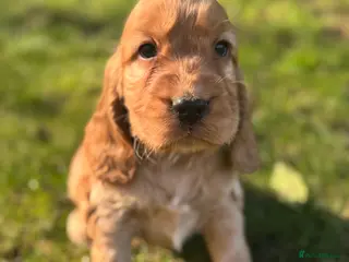 Cocker Spaniel dogs 100% SHOWTYPE KC REG FROM HEALTH TESTED PARENTS - Advert 14