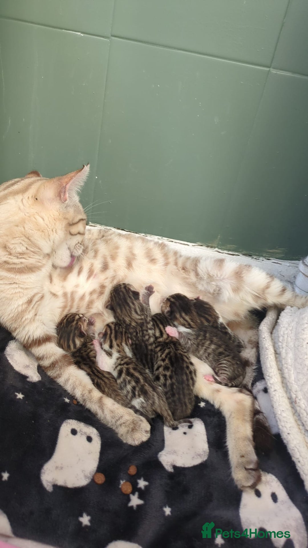 Bengal cats for sale: Bengal cross tabby kittens  - Advert 2