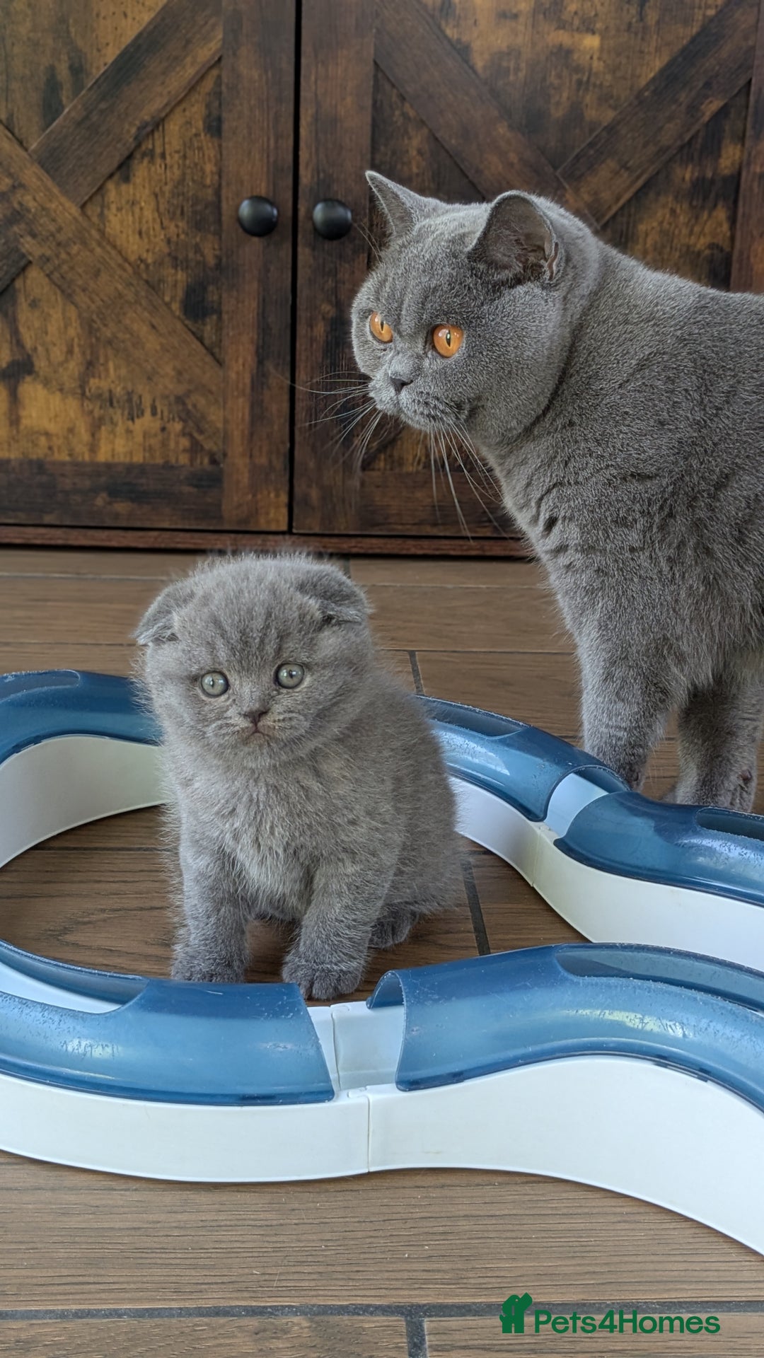 Scottish Fold cats for sale: TICA Reg, Pedigree Scottish Fold male kitten - Advert 3