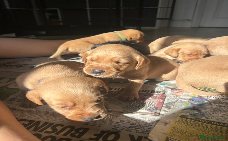 Springador dogs - Advert 5