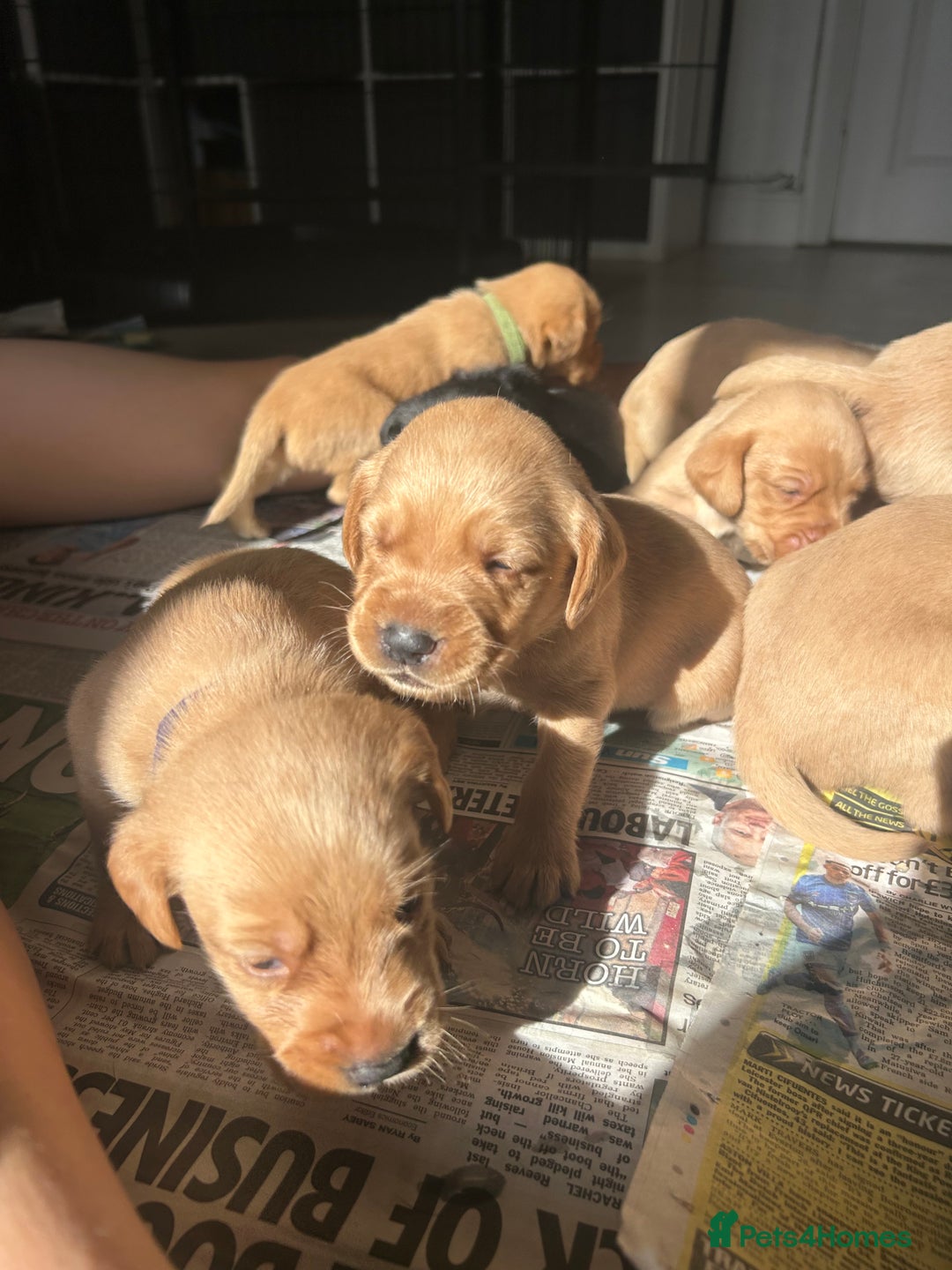 Springador dogs for sale: 3/4 Labrador (Springador x Labrador) Pups for Sale - Image 1