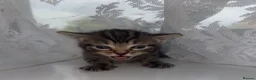 Mixed Breed cats for sale: 4 kittens  - Advert 4