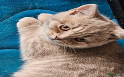 British Shorthair cats for sale: 2 British short hair boys  - Advert 15
