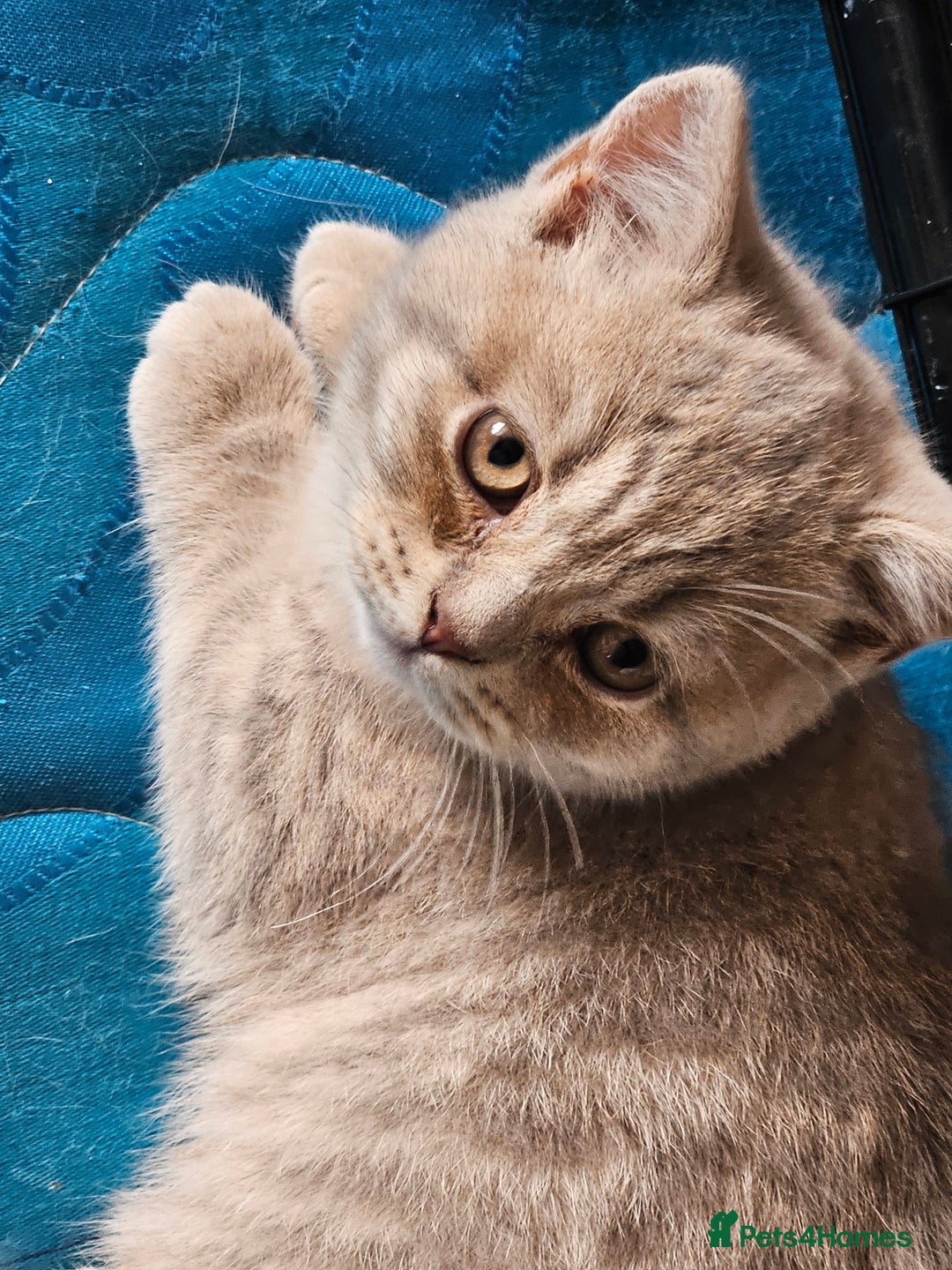British Shorthair cats for sale: 2 British short hair boys  - Advert 15