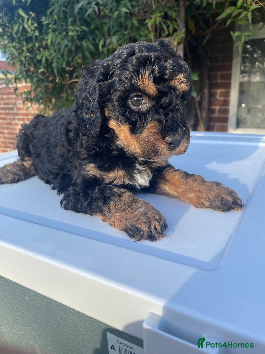 Maltipoo dogs for sale: F1B maltipoo - Image 15