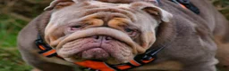 English Bulldog dogs for stud: Stunningly Handsome English Bulldog at stud - Advert 2
