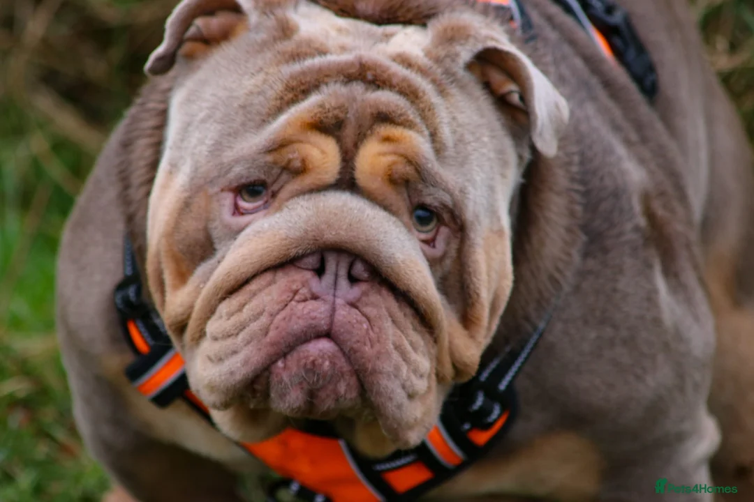 English Bulldog dogs for stud: Stunningly Handsome English Bulldog at stud - Advert 2