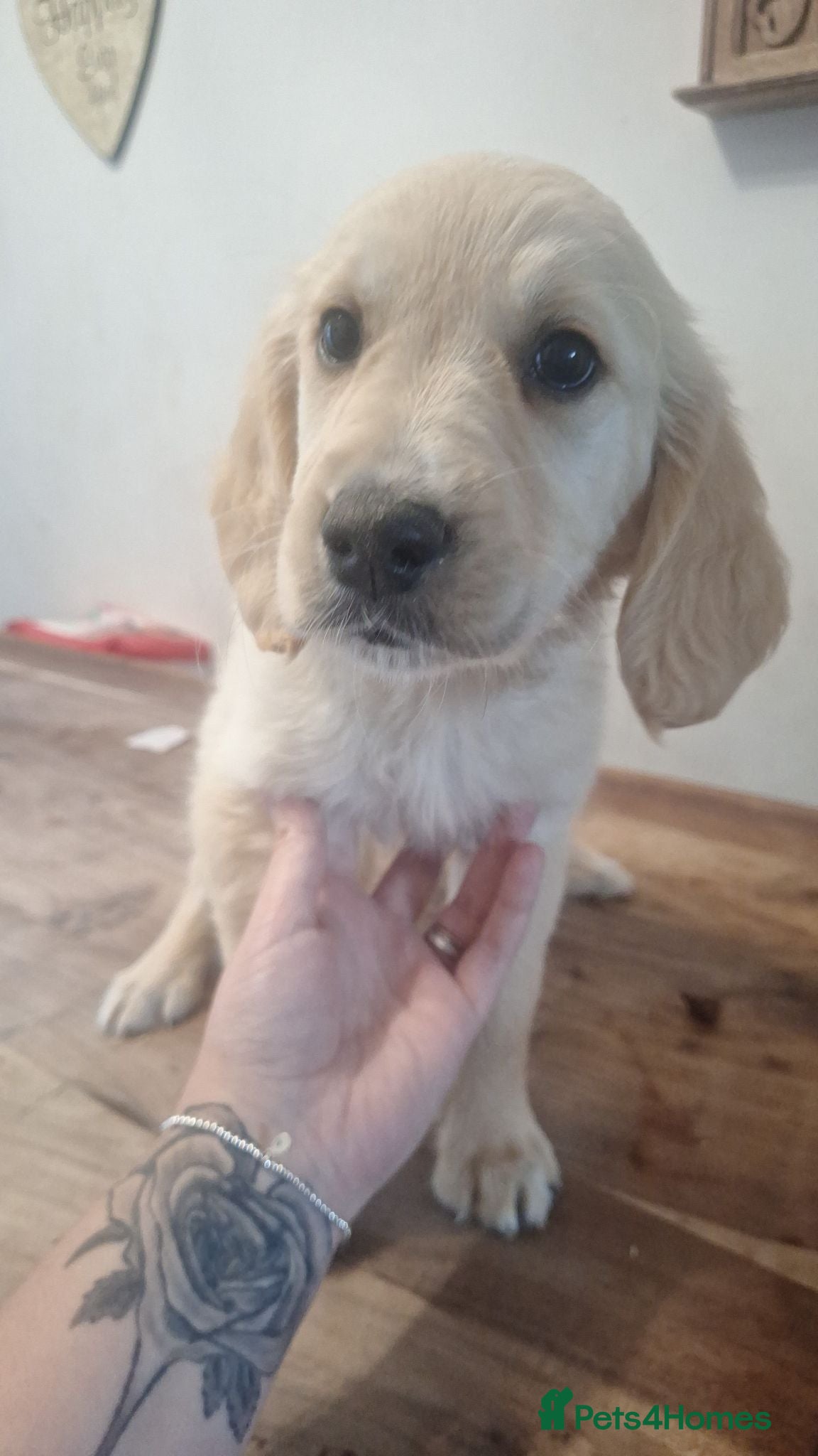 Golden Retriever dogs Ready now !! - Advert 17