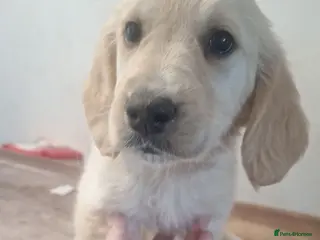 Golden Retriever dogs Ready now !! REDUCED! - Advert 3