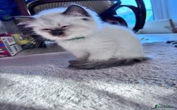 Ragdoll cats for sale: 5 Stunning Ragdoll Kittens  - Image 14