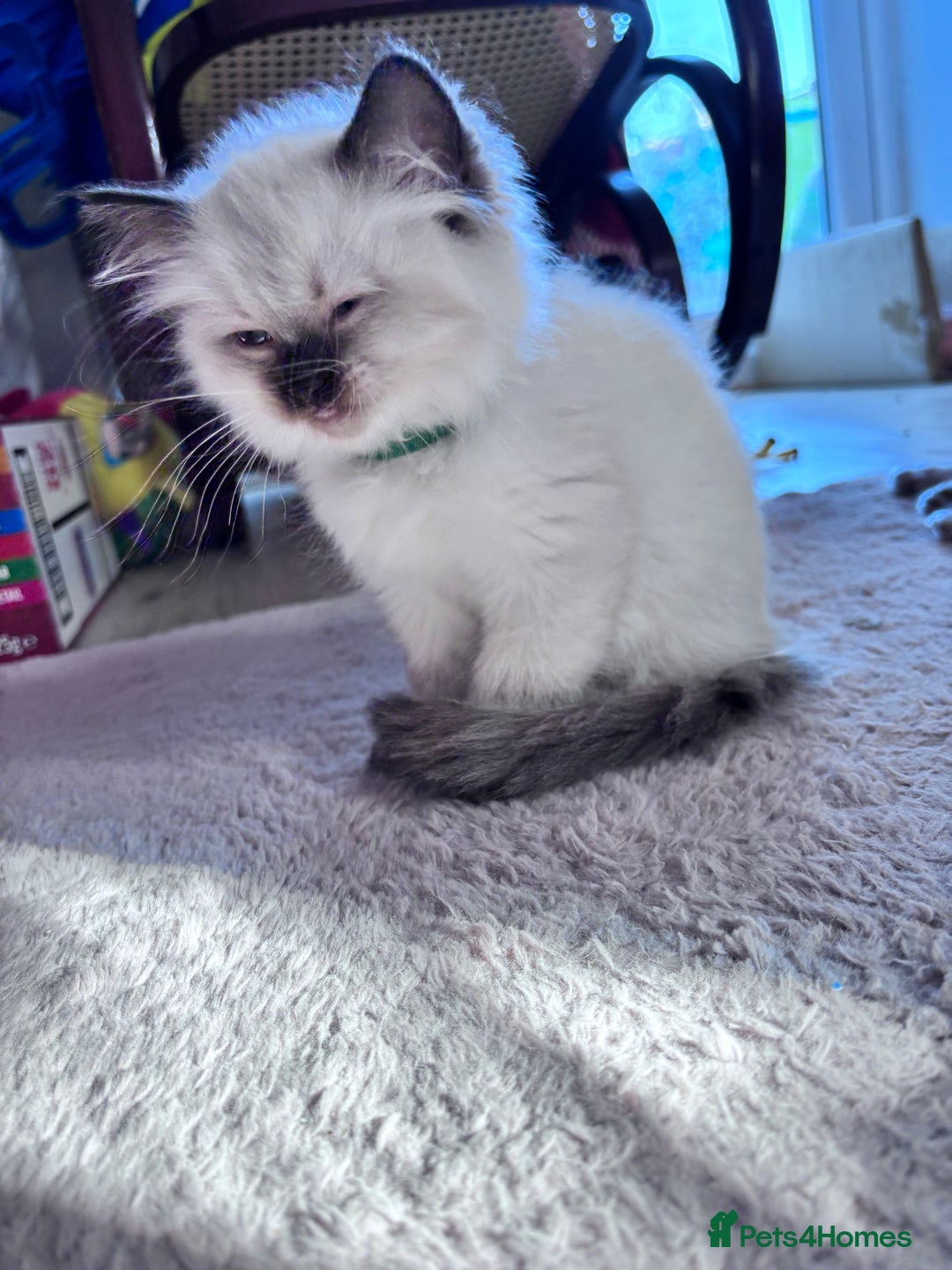 Ragdoll cats for sale: 5 Stunning Ragdoll Kittens  - Image 14