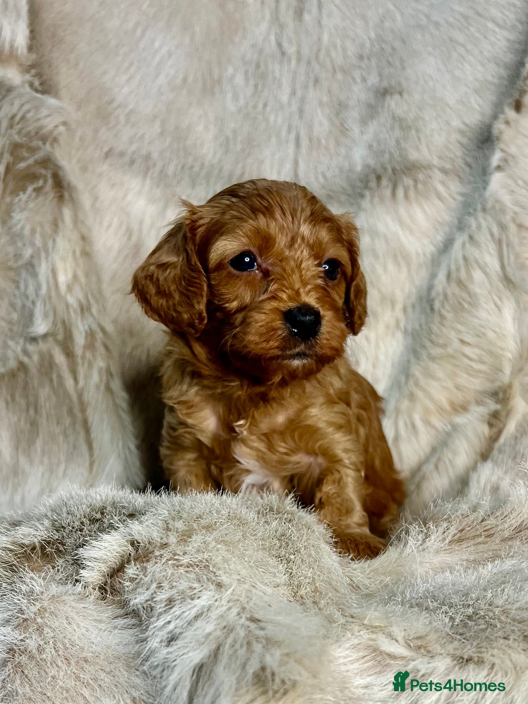 Cavapoochon dogs for sale: 5 ⭐️ LICENSED BREEDER HEALTH TESTED CAVAPOOCHONS - Advert 13