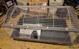 Guinea Pig rodents for sale: Guinea Pig set-up - Image 11