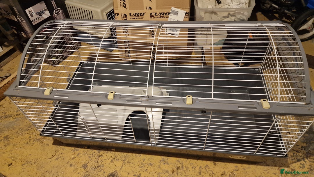 Guinea Pig rodents for sale: Guinea Pig set-up - Image 11