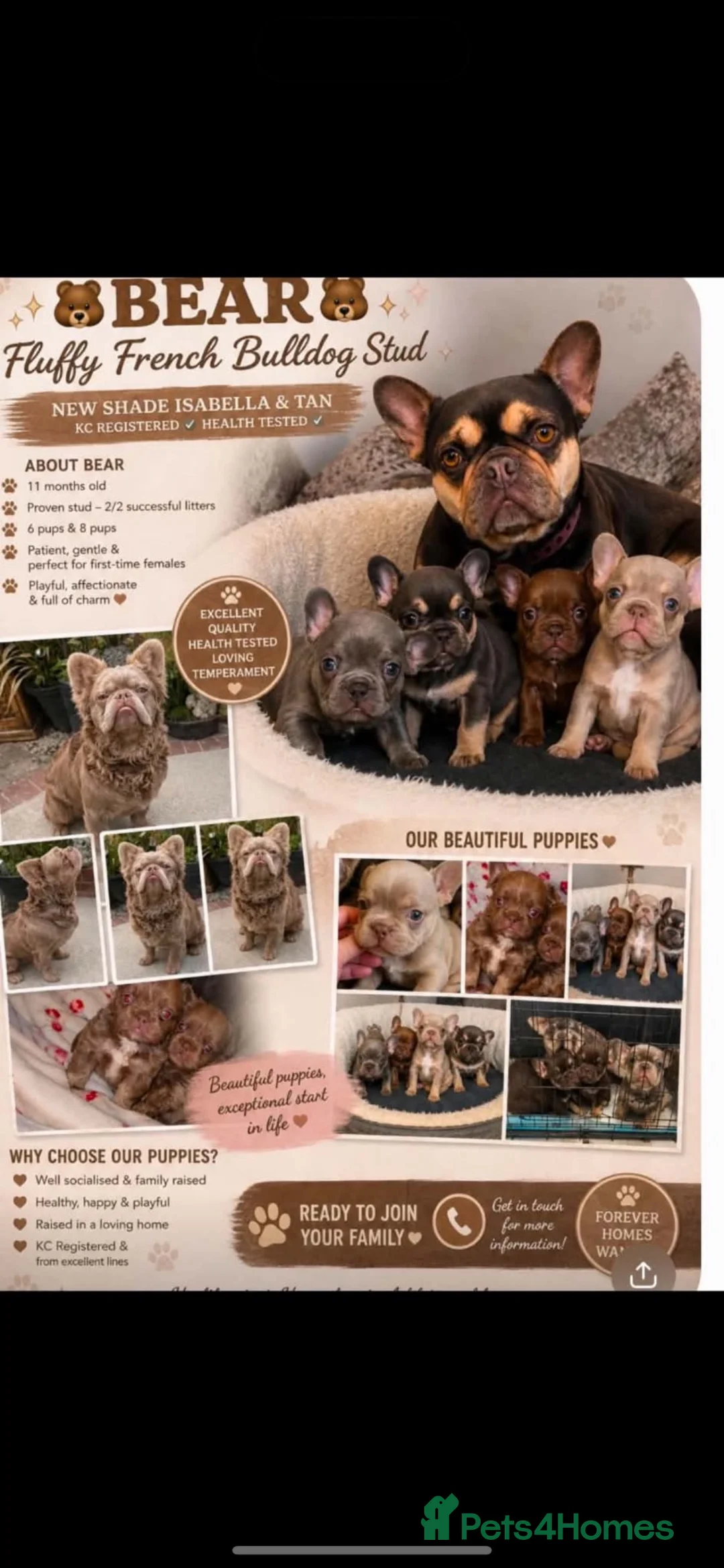 French Bulldog dogs for sale: Grade a French bulldogs  - Advert 1
