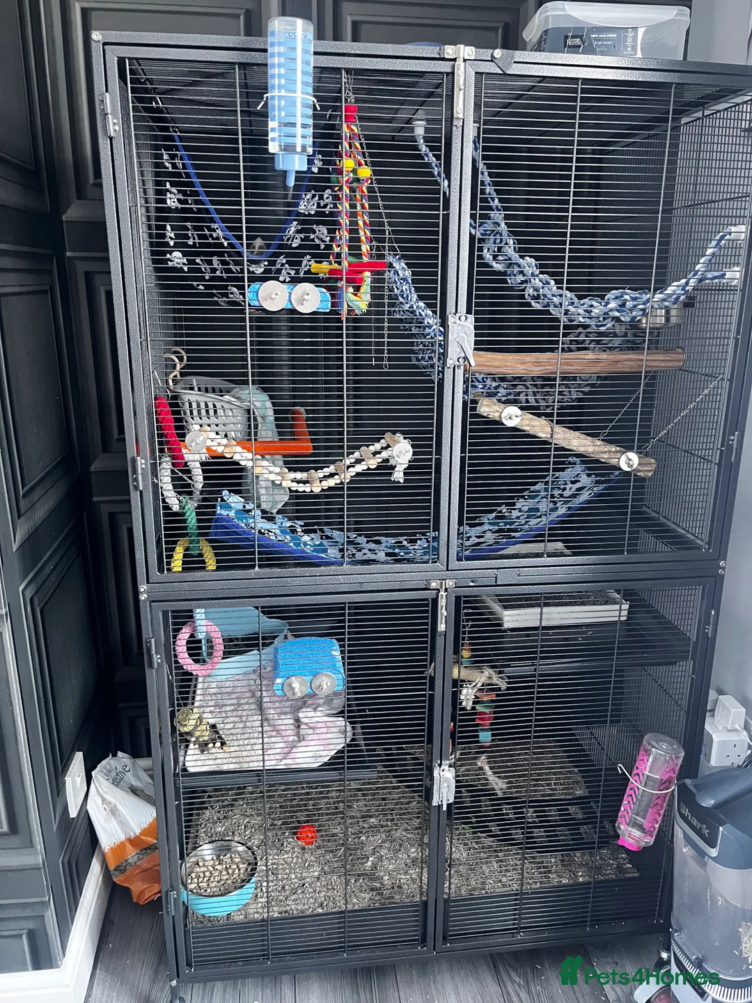 Rat rodents for sale: 3 young male rats for sale - Advert 7