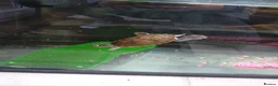 Turtle reptiles for sale: Missisipi map turtle  in Ledbury - Advert 7