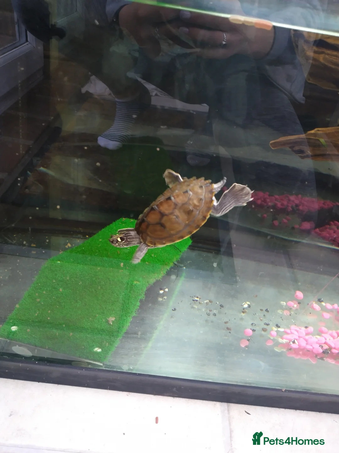Turtle reptiles for sale: Missisipi map turtle  in Ledbury - Advert 7